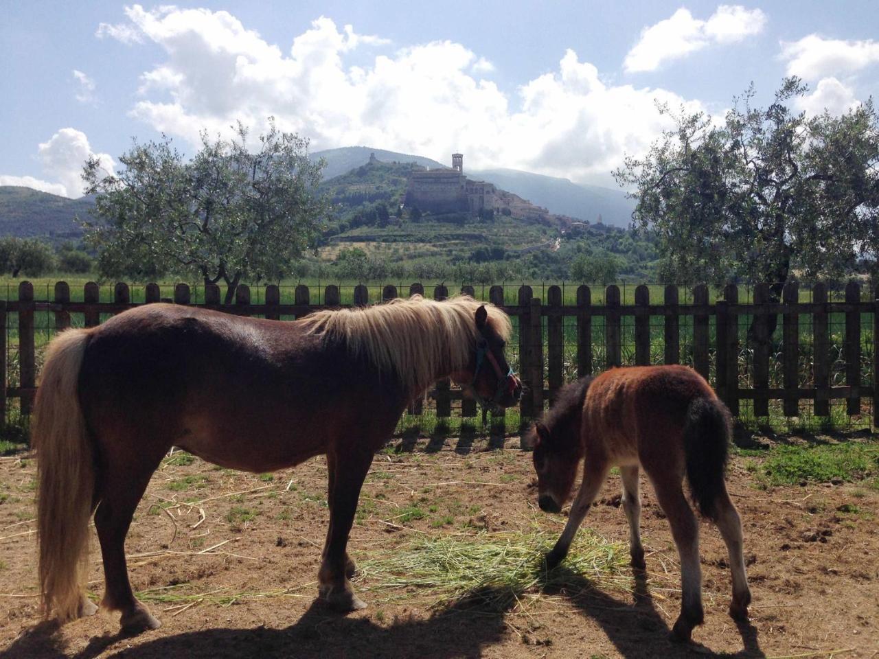 Agriturismo Il Girasole Assisi Bagian luar foto