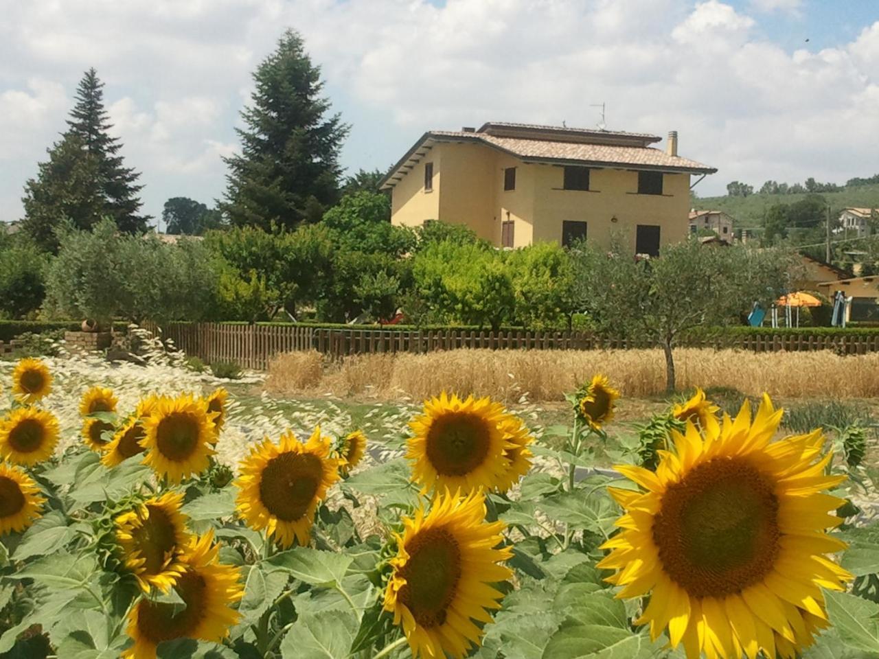 Agriturismo Il Girasole Assisi Bagian luar foto