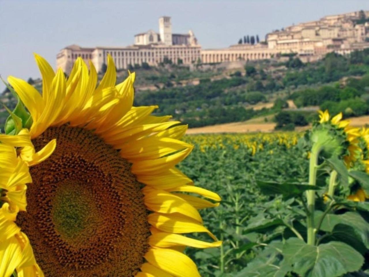 Agriturismo Il Girasole Assisi Bagian luar foto